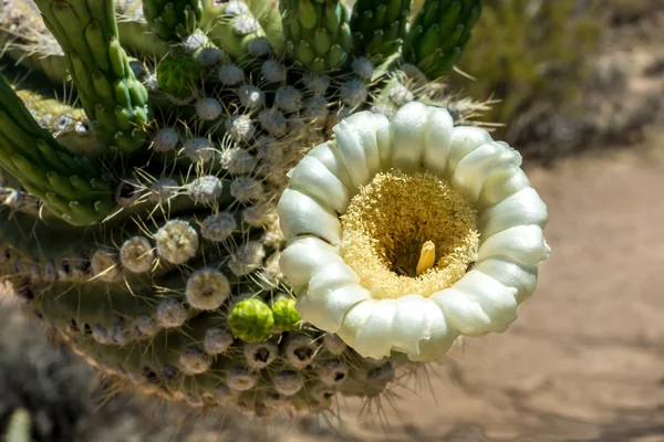 Saguaro kaktusz virága közelről — Stock Fotó