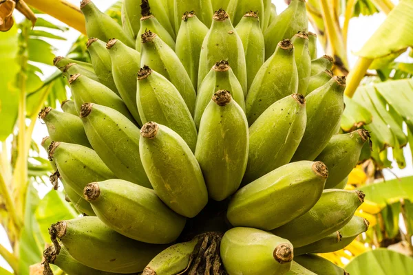 Bouquet de bananes sur l'arbre — Photo