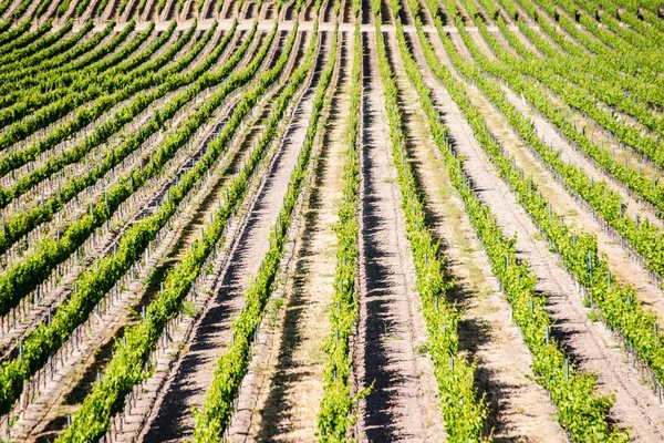 California Vineyard — Stock Photo, Image