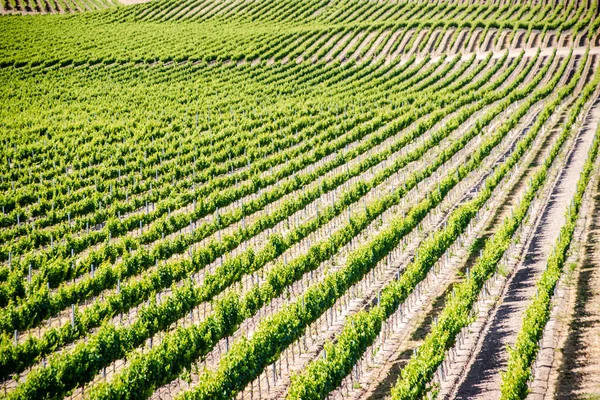 Viñedo de California —  Fotos de Stock