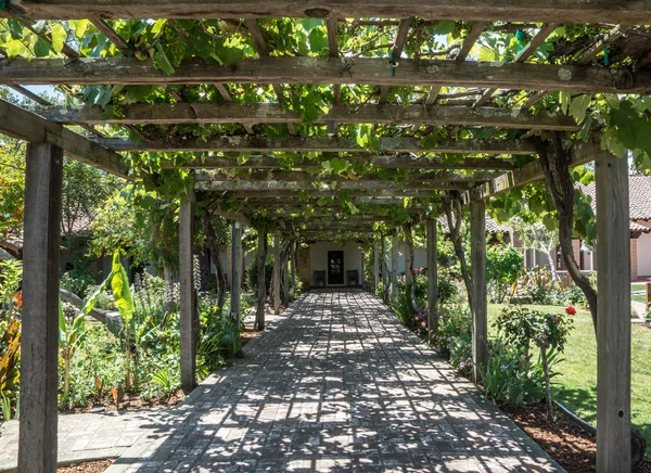 Árbol de viñas de uva — Foto de Stock