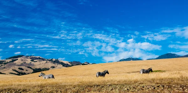 Cebras de campo libre — Foto de Stock