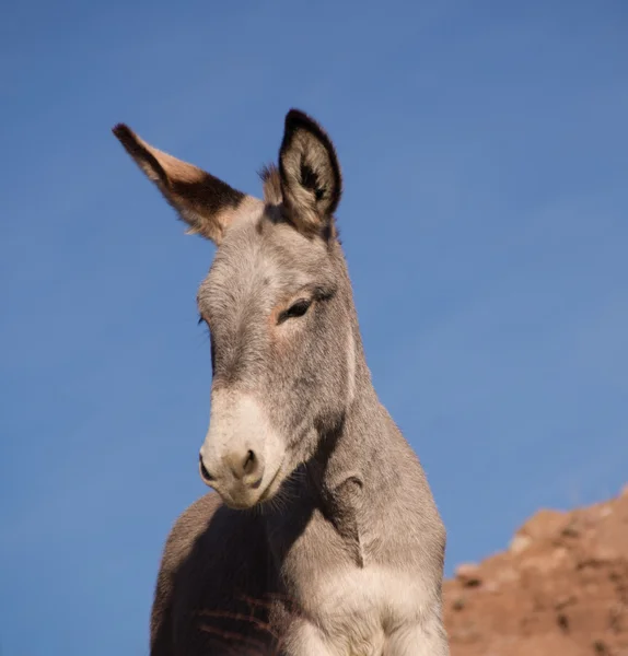 Burro salvaje — Foto de Stock