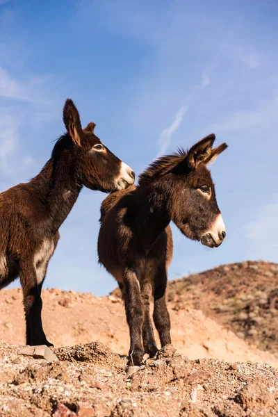 Burros salvajes en el perfil — Foto de Stock