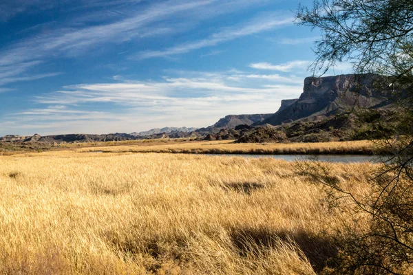 砂漠の湿地の眺め — ストック写真