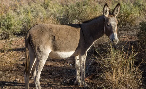 Burro selvatico nel Desert Scrub Brush — Foto Stock