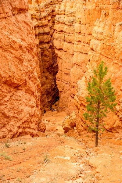 Geologia profunda em Bryce Canyon N.P. . — Fotografia de Stock