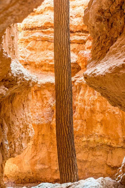 A vida cresce em qualquer lugar — Fotografia de Stock