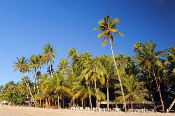 palmiyeler ve bohol Adası, Filipinler sahilde kum