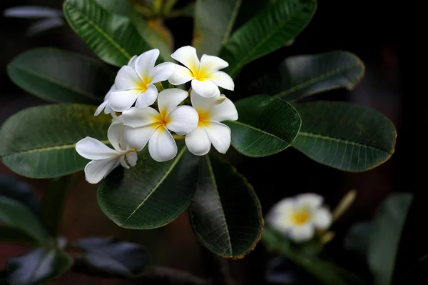 Plumeria rubra