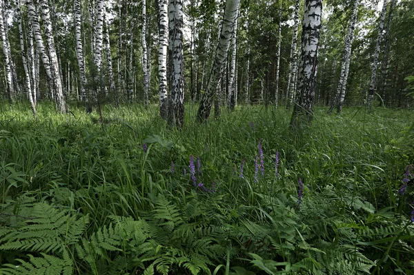 Birch wood — Stock Photo, Image