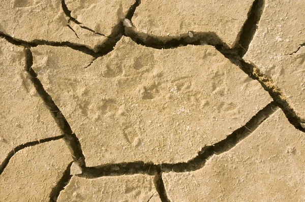 Animal footprints in dried earth — Stock Photo, Image