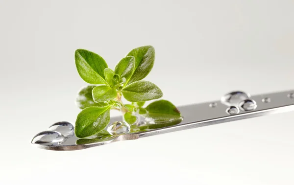 Thyme leaves on a knife — Stock Photo, Image