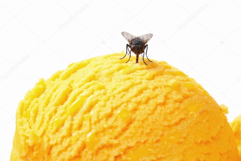 Fly on ice cream