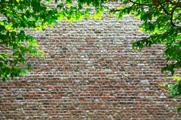 Vieux mur de briques — Photo