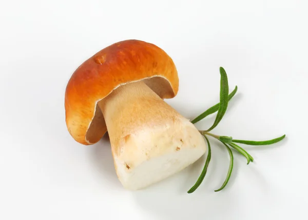 Świeże grzyby jadalne — Zdjęcie stockowe