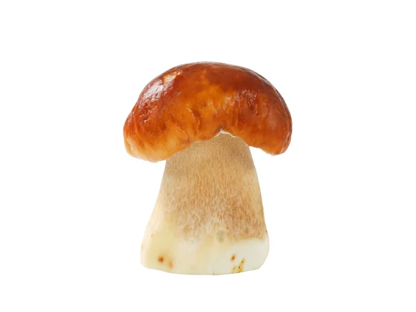 Свіжі їстівні гриби — стокове фото