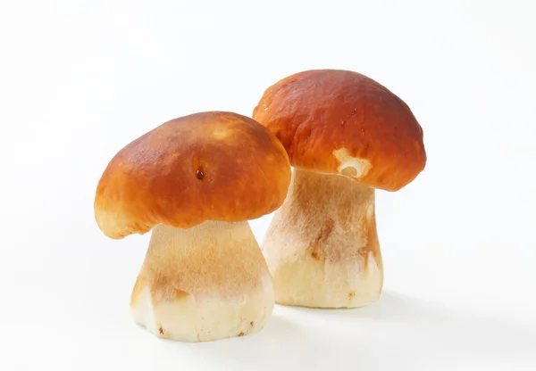 Tuoreet syötävät sienet — kuvapankkivalokuva