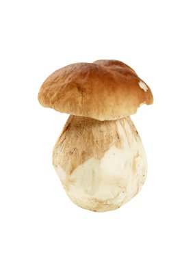 taze yenilebilir mantar