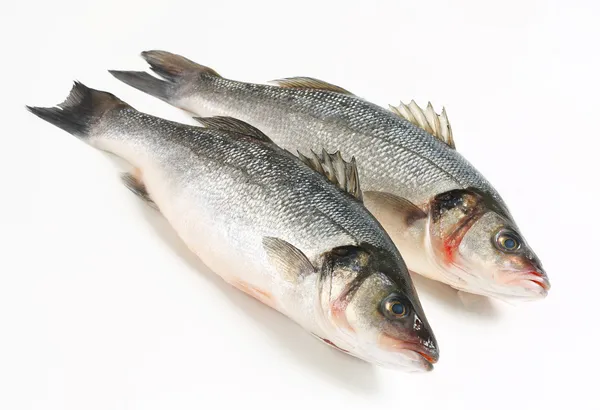 Due pesce branzino fresco — Foto Stock