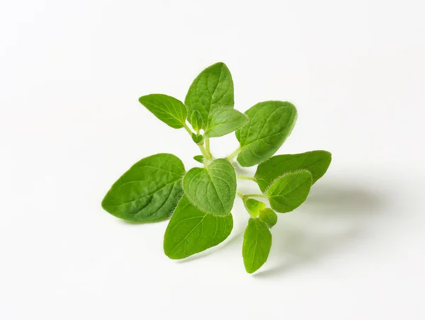 Snítka čerstvé oregano — Stock fotografie