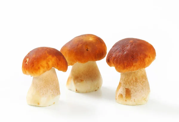 Verse eetbare paddestoelen — Stockfoto