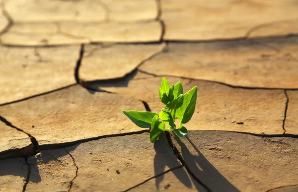 Plant growing through dry cracked soil — Stock Photo, Image