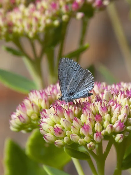 Holly blue butterfly 2 — Stock Photo, Image