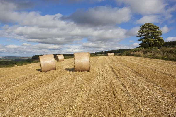 Muster und Struktur der Erntezeit — Stockfoto