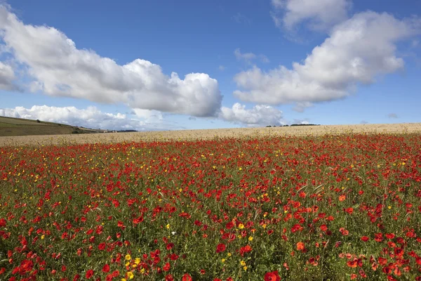 Paisaje agrícola con flores silvestres —  Fotos de Stock