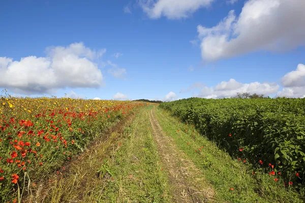 Farm track with wildflowers — Stock Photo, Image