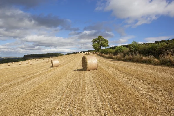 Late summer harvest — Stock Photo, Image