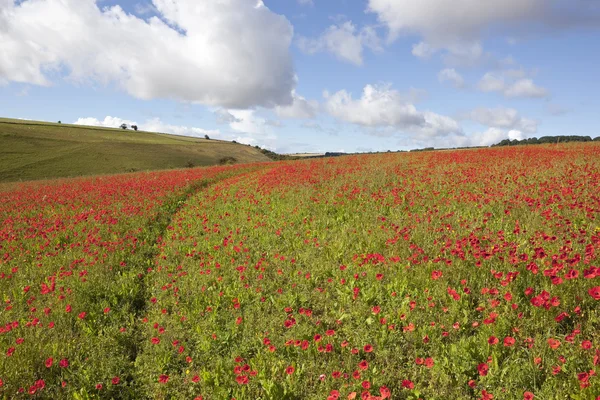 Hillside vallmo — Stockfoto