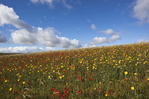 Flores silvestres de septiembre — Foto de Stock