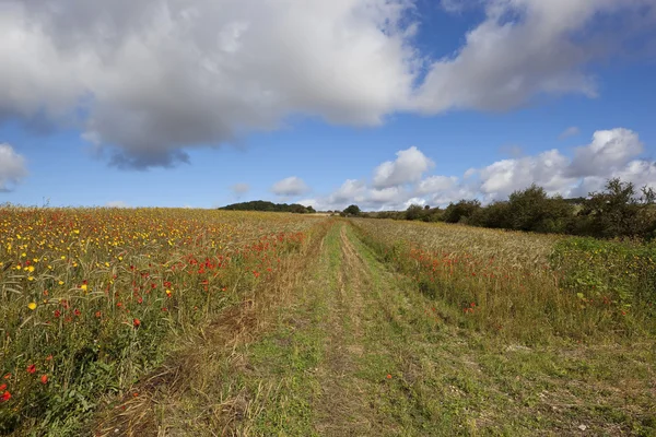 Colourful september wildflowers — Stock Photo, Image