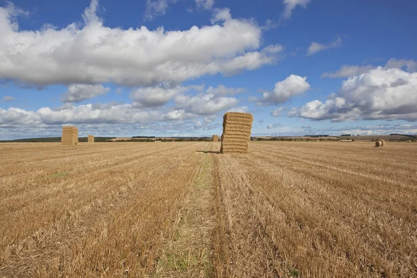 Hay stack at harvest time — Stock Photo, Image