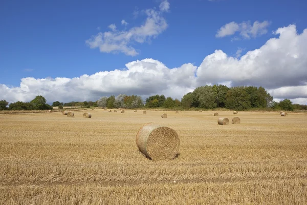 Tempo di raccolta inglese — Foto Stock