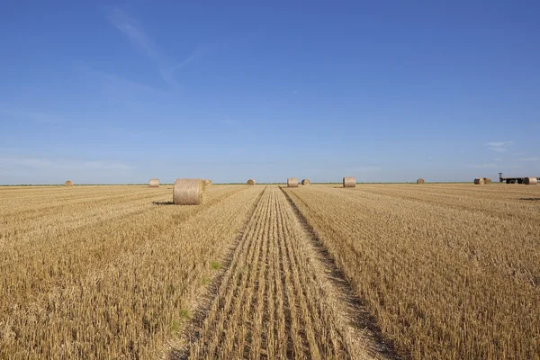 Campo de restolho modelado — Fotografia de Stock