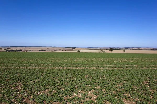 Kreidefeld Rapsfeld — Stockfoto