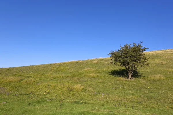 Lone hawthorn tree — Stock Photo, Image