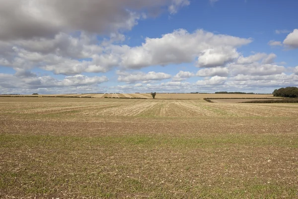 Agricultura em tempo de colheita — Fotografia de Stock