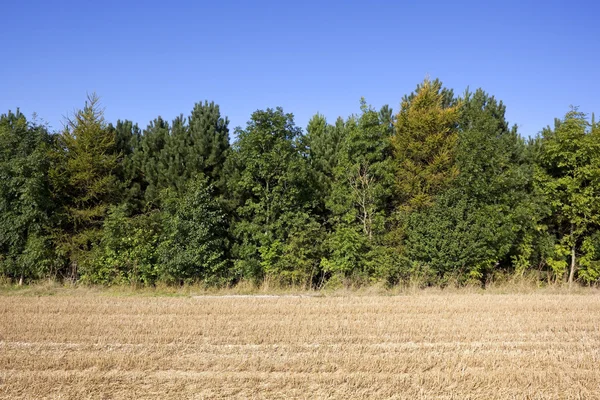 Stubble field and trees background — Stock Photo, Image