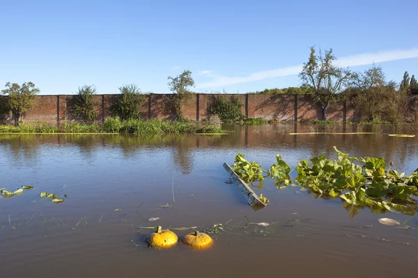 Flooded garden — Stock Photo, Image