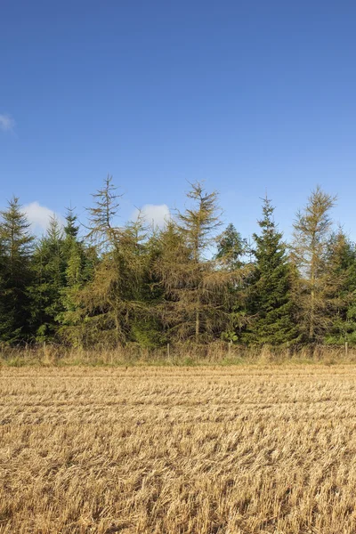 Lärk plantage — Stockfoto