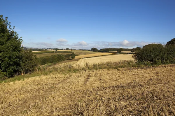 Herbstliche Feldlandschaft — Stockfoto