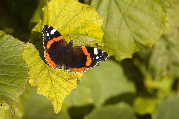 Czerwony admirał motyl — Zdjęcie stockowe