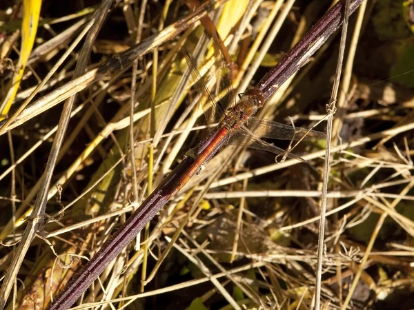 Resting autumn dragonfly — Stock Photo, Image