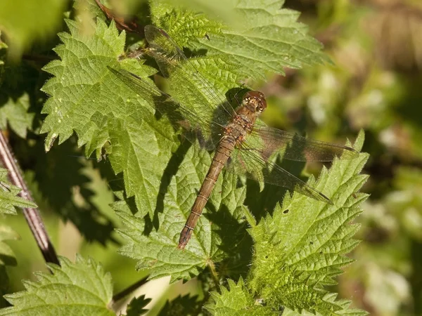 Common sympetrum on nettles — Stock Photo, Image