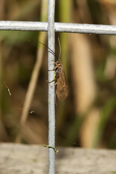 Caddis fly on a fence — Stock Photo, Image