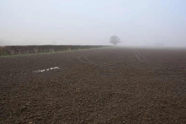 Brouillard hivernal — Photo